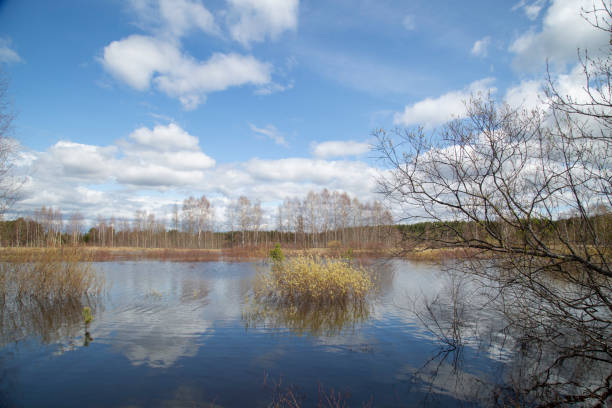 istock Spring landscape on a lake with flooded trees. 1397375876