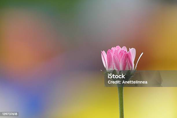 Single Daisy Stockfoto und mehr Bilder von Bewegungsunschärfe - Bewegungsunschärfe, Bildhintergrund, Blau