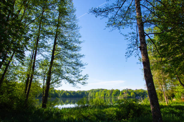 istock Wesslinger See in Bavaria, nature reserve and biotope 1397376227
