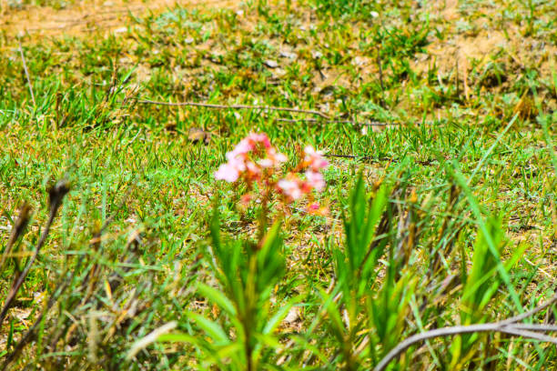 A gallery of plants