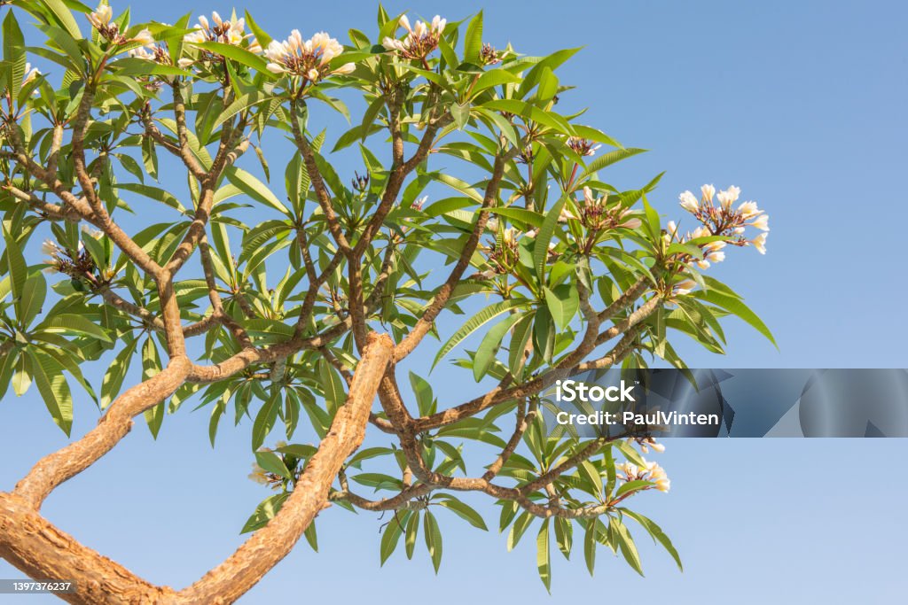 Closeup of a frangipani tree with flowers against blue sky Close-up detail of a frangipani plumeria tree with flowers and  petals in garden against blue sky background Frangipani Blossom Stock Photo