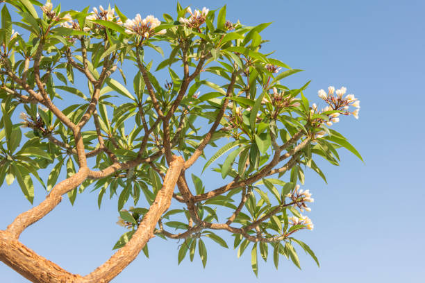 Closeup of a frangipani tree with flowers against blue sky stock photo