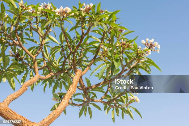 Closeup Of A Frangipani Tree With Flowers Against Blue Sky Stock Photo - Download Image Now