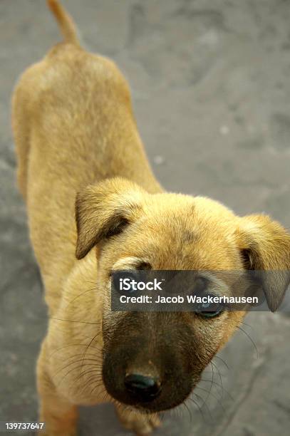 Cucciolo Carino - Fotografie stock e altre immagini di Affidabilità - Affidabilità, Allerta, Animale