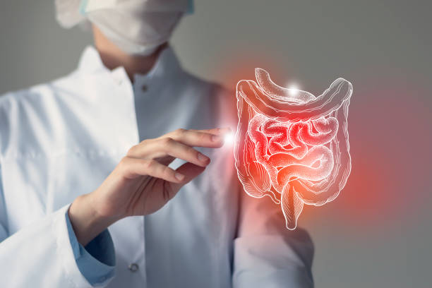 Unrecognizable doctor holding highlighted handrawn Intestine in hands. Medical illustration, template, science mockup. stock photo