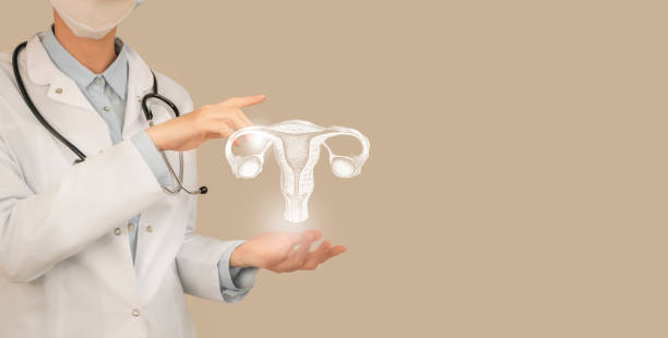 Unrecognizable doctor holding highlighted handrawn Uterus in hands. Medical illustration, template, science mockup. stock photo
