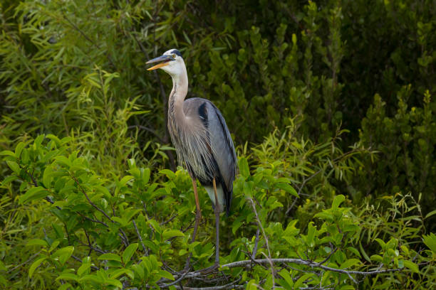 istock A great blue heron perches on a branch in Everglades National Park 1397377489