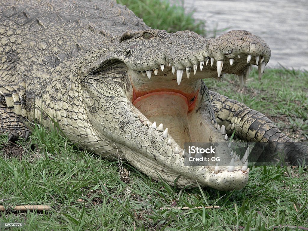 WideOpen A Croc basking in the sun on the river bank of the Chobe River. Threats Stock Photo