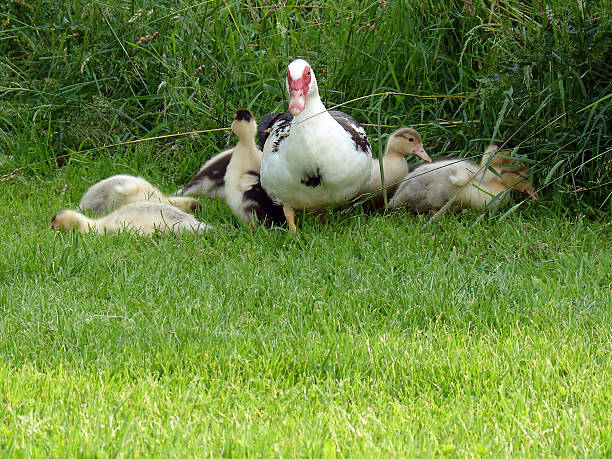 What you looking at! stock photo