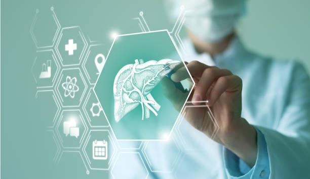 неузнаваемая женщина-врач держит в руках графическую виртуальную визуализацию модели органа печени. несколько виртуальных медицинских ик - liver стоковые фото и изображения