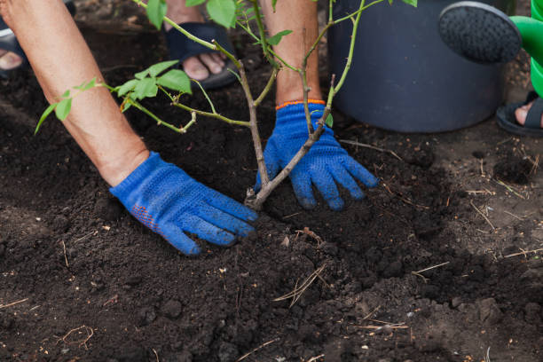 istock Hands level ground around mature rose bush 1397378742