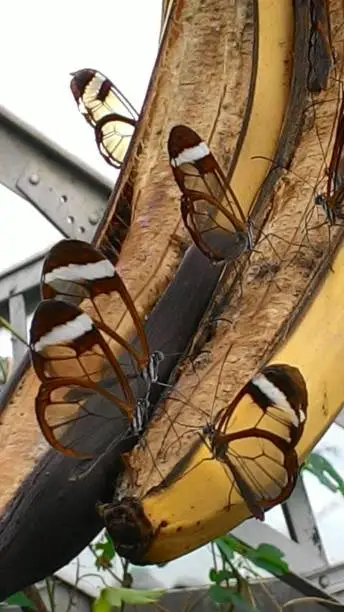 Tropical glasswing butterflies feasting on a banana.