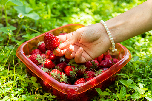 Person picking fresh strawberry from plastic container surrounded with grass