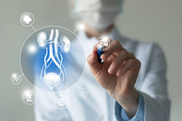 Unrecognizable female doctor holding graphic virtual visualization model of Bladder and Kidneys organ in hands. Multiple virtual medical icons. Telemedicine and human Bladder and Kidneys recovery concept. Neutral color palette, copy space for text. kidney failure photos stock pictures, royalty-free photos & images