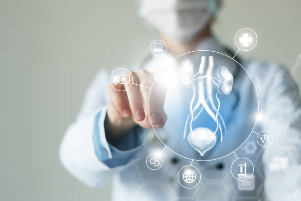 Unrecognizable female doctor holding graphic virtual visualization model of Bladder and Kidneys organ in hands. Multiple virtual medical icons. Telemedicine and human Bladder and Kidneys recovery concept. Neutral color palette, copy space for text. kidney failure photos stock pictures, royalty-free photos & images