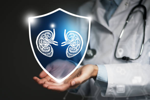 Unrecognizable female doctor holding shield and graphic virtual visualization of Kidneys organ in hands. Protecting patient`s health and recovery concept. Neutral color palette, copy space for text. kidney failure photos stock pictures, royalty-free photos & images
