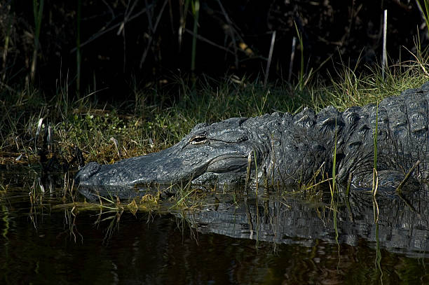 Florida Alligator stock photo