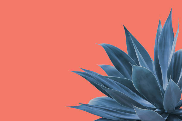 istock Fox Tail Agave Plant in Blue Tone Color Isolated on Bright Pink Background 1397381821