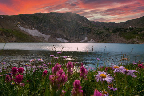 fiori nel parco nazionale delle montagne rocciose - colorado - parco nazionale delle montagne rocciose foto e immagini stock