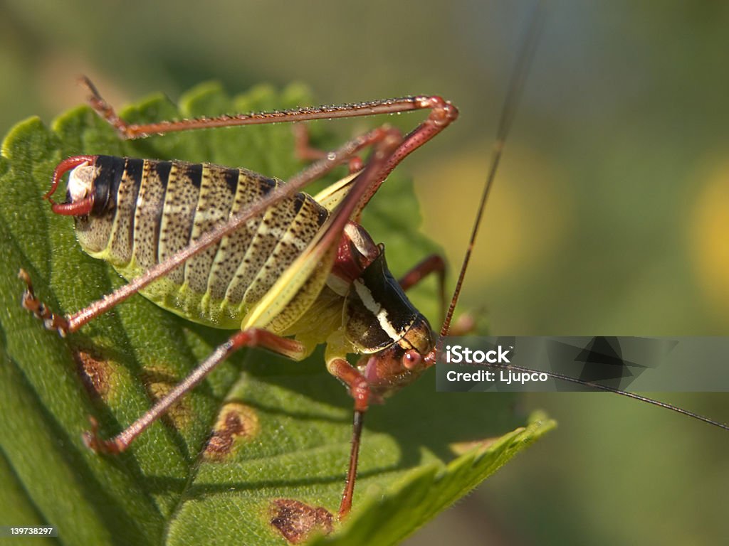 Grasshopper comendo vegetais - Foto de stock de Agricultura royalty-free