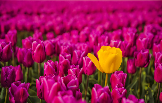 Yellow tulip blooming in a field with magenta colored tulips in Zeeland, Netherlands.