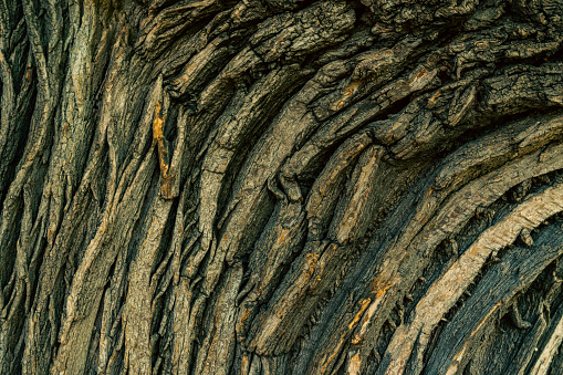 Curvy cracked pattern of old acacia bark. Embossed bark in natural color and abstract pattern. Brown wooden structure with cracks and woodgrain pattern. Close-up of the surface of rough wood.