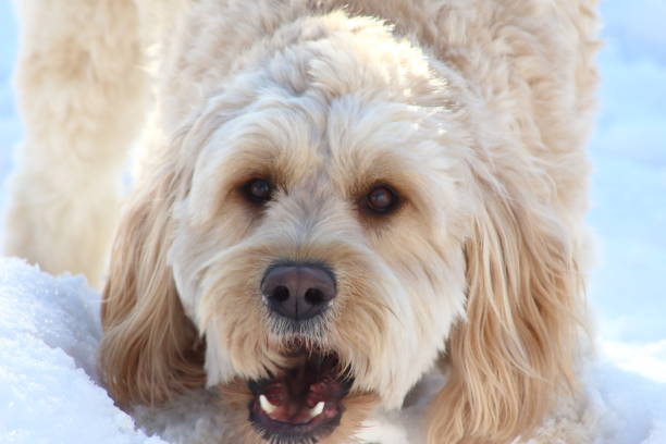 istock Goldendoodle looking at the camera in winter 1397384735