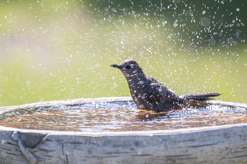 A gray catbird is splashing water in a birdbath.