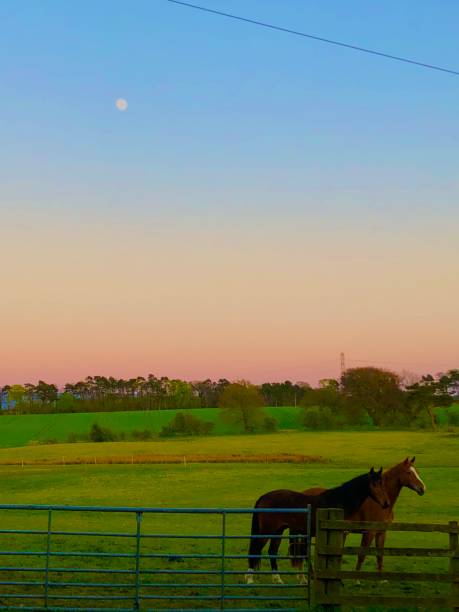 istock Horses in the sunset 1397384871
