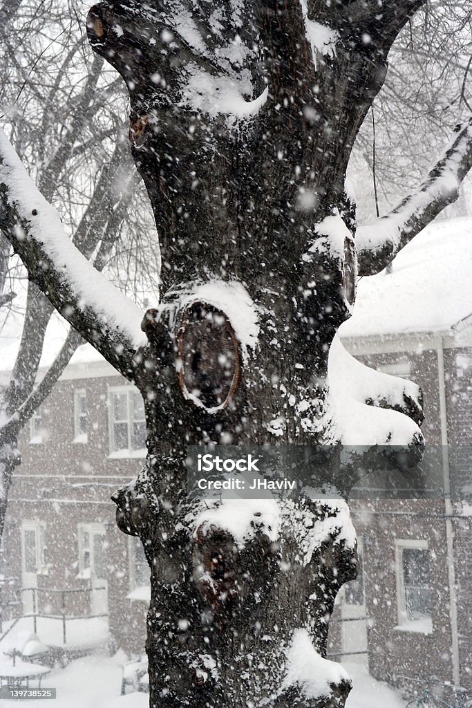 Uma árvore na neve - Foto de stock de Beleza natural - Natureza royalty-free