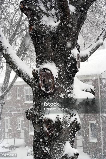 Foto de Uma Árvore Na Neve e mais fotos de stock de Beleza natural - Natureza - Beleza natural - Natureza, Branco, Caindo