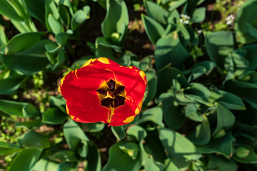 Close up of the flower head of a red and yellow tulip for use as an abstract background.