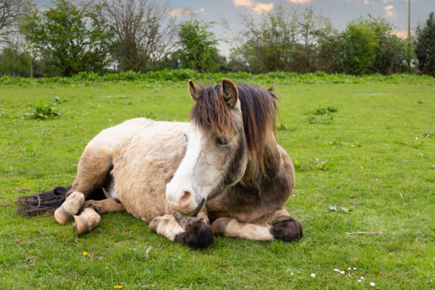 poney paresseux de couleur dun allongé dans le champ un jour de printemps profitant du soleil et se relaxant sur l’herbe du printemps, un poney heureux. - corps dun animal photos et images de collection