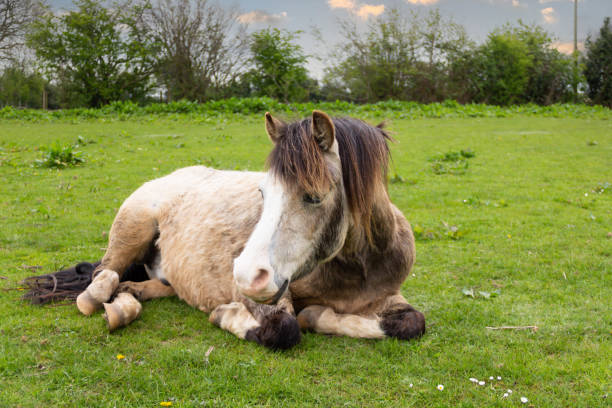 Lazy dun coloured pony lying in field on a Spring day enjoying the sunshine and relaxing on the Spring grass , a happy pony. stock photo