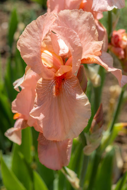 istock Pink Iris against  background of lush foliage. Close-up, vertical. Iris germanica - L. 1397386039