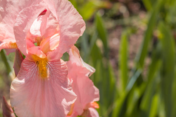 Bearded iris with pale pink petals. Floriculture, spring, beauty in nature
