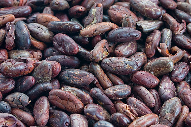 Cocoa Beans - Raw stock photo