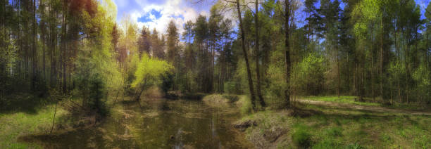 istock Landscape panorama of the forest and swamp 1397387607
