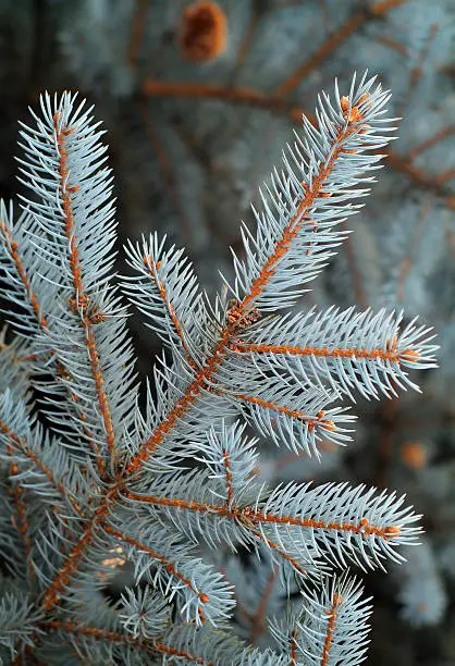 Blue spruce