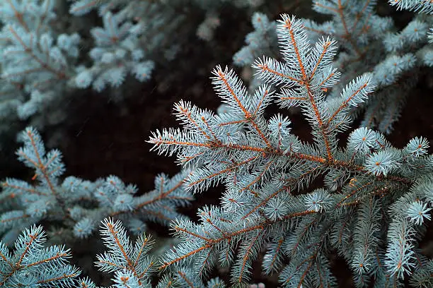 Blue spruce (winter)