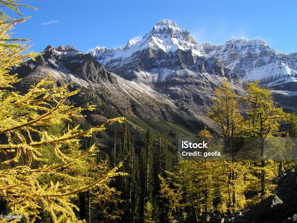 Am Mount Wiwaxy Larches - Lizenzfrei Berg Stock-Foto