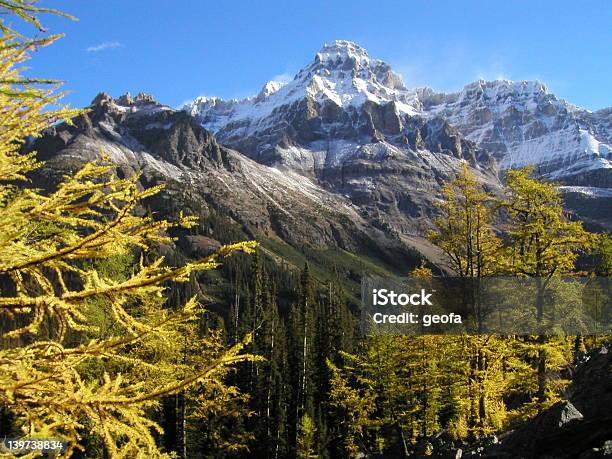 Am Mount Wiwaxy Larches Stockfoto und mehr Bilder von Berg - Berg, Britisch-Kolumbien, Fotografie