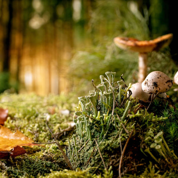 istock Fairy tale ambiance magical autumn forest background 1397388877