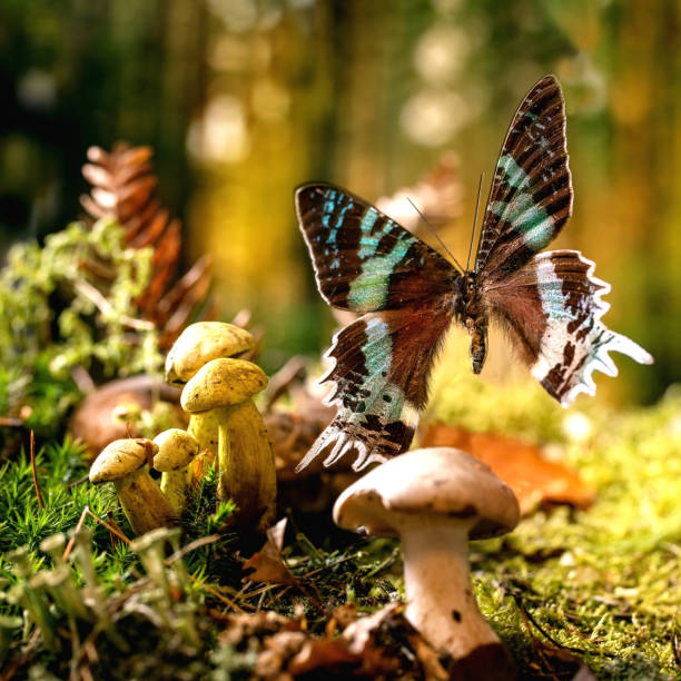 Fairy tale ambiance magical autumn forest background