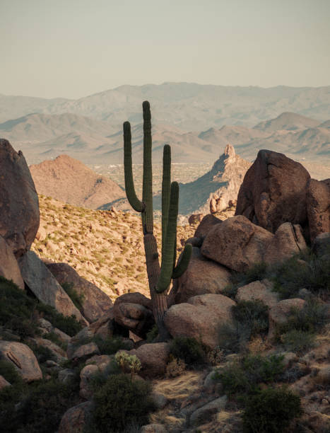 istock Sonoran saguaro silhouette 1397388927