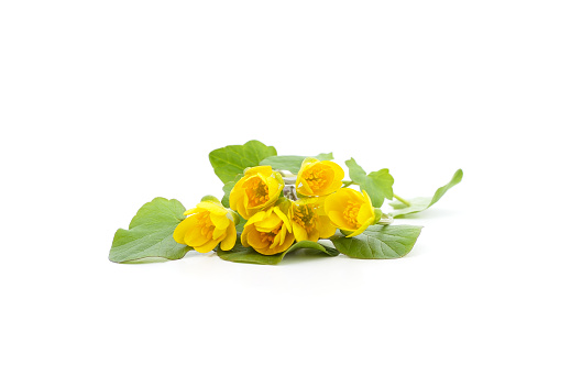 Primrose yellow flowers isolated on a white background.