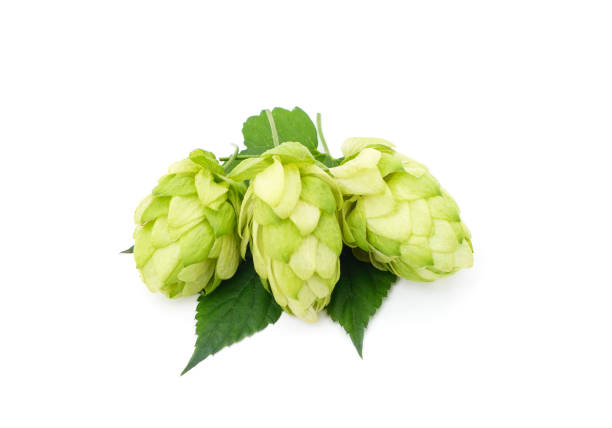 istock Green hops with a handful of leaves. 1397389162