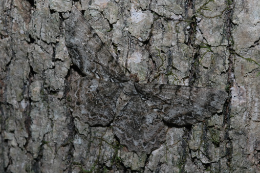 Close-up on dark brown cracked tree bark with white lichen stain on the surface and moss, texture resembling reptile skin