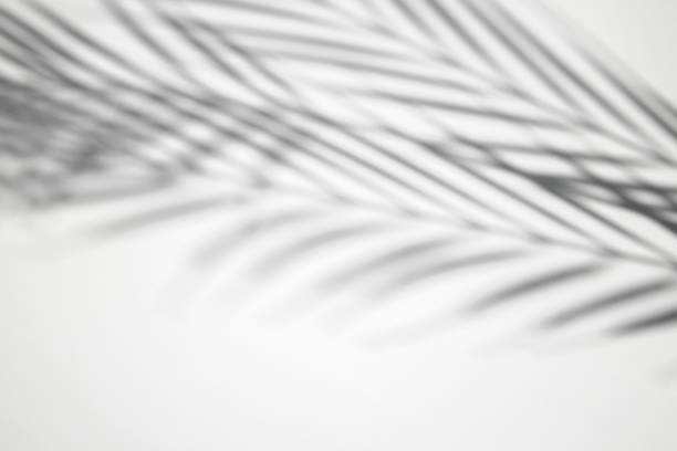istock Shadow of palm leaves on a white background. Top view, flat lay. 1397389395