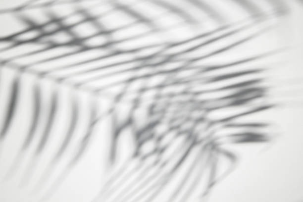istock Shadow of palm leaves on a white background. Top view, flat lay. 1397389404